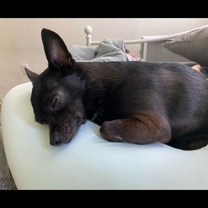 Meet your Posher, Ami